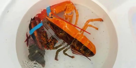 З прилавку магазину до наукового центру: рідкісний лобстер Арнольд здивував вчених