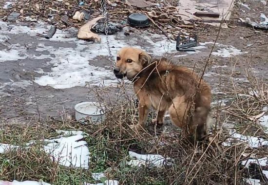У Дніпрі власники морили собак голодом: волонтери повідомили шокувальні деталі (фото)