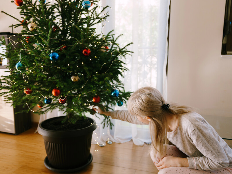 Ваша ялинка сохне? Дізнайтеся, як уникнути осипання голок і зробити її святковою довгожителькою