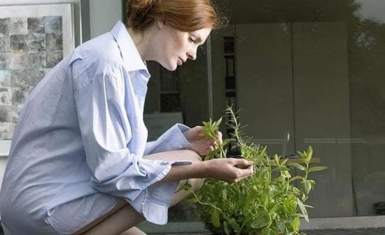 Які кімнатні рослини принесуть удачу в 2025 року: експерти порадили три варіанти