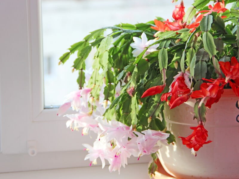 Розчиніть цей аптечний препарат в окропі – і декабрист активно зацвіте. Рецепт підживлення