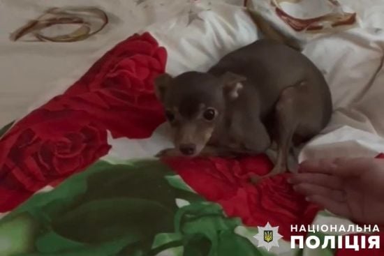 У Києві чоловік знущався з 11-річного той-тер'єра: яке покарання на нього чекає    