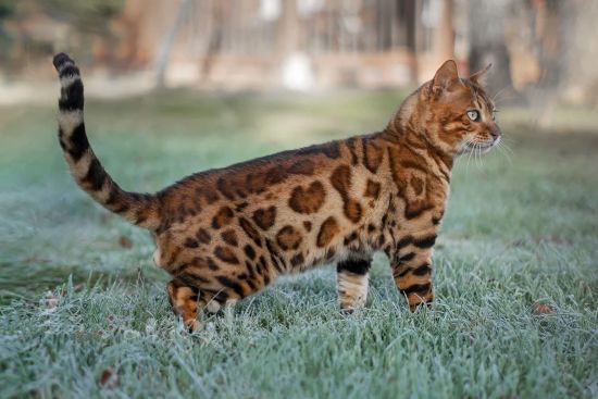 Міг вміститися в долоню: у Китаї знайшли рештки унікального кота