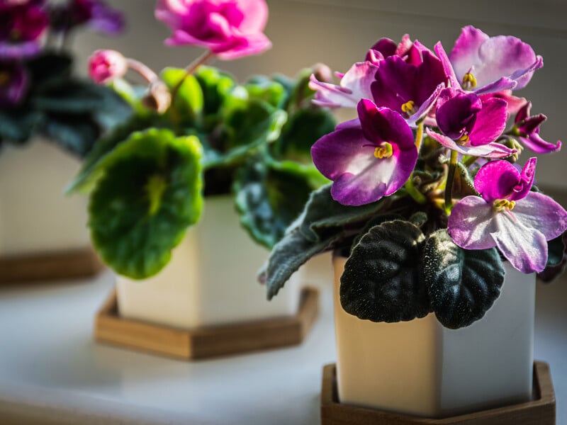 "Кімнатні рослини порадують вас пишним цвітінням". Зробіть підживлення із цього доступного харчового продукту