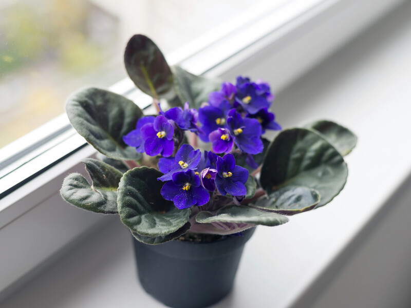 Обробіть цим листя – і у фіалки з'являться нові бутони. Рецепт ефективного народного підживлення Обробіть цим листя – і у фіалки з'являться нові бутони. Рецепт ефективного народного підживлення