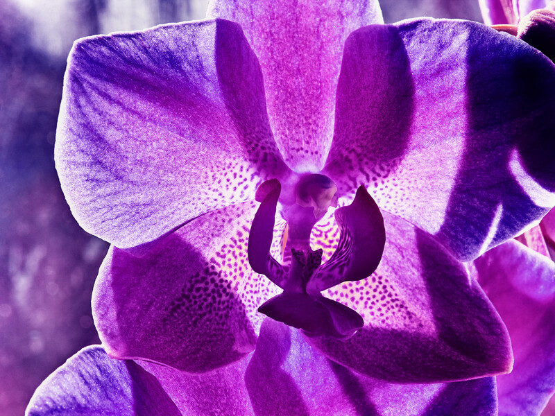 Полив орхідей льодом – слушна порада або небезпечний міф, який загубить рослину?