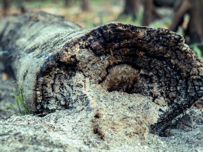 Як правильно взимку застосовувати деревну золу на ділянці. Поради городників