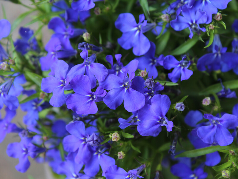 Квіти, які варто сіяти у грудні. Чому досвідчені садівники починають сезон розсади взимку