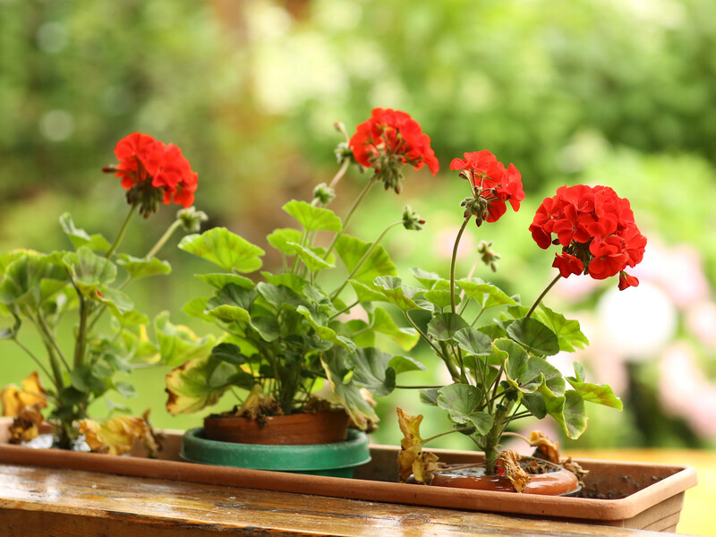 Завдяки цьому трюку з голкою герань цвістиме й узимку. Простий, але ефективний метод стимуляції Завдяки цьому трюку з голкою герань цвістиме й узимку. Простий, але ефективний метод стимуляції