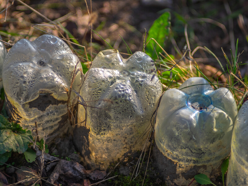 Зимовий посів – дізнайтеся, яке насіння ви можете посіяти прямо в зимовий ґрунт
