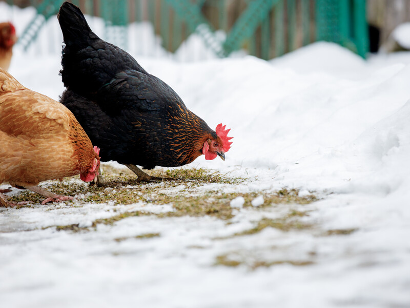 Зробіть це рано-вранці – і кури взимку нестимуть яйця. Фермерка поділилася досвідом по догляду за птахами
