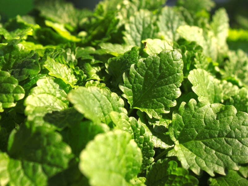 Як узимку вирощувати м'яту на підвіконні: важливі поради