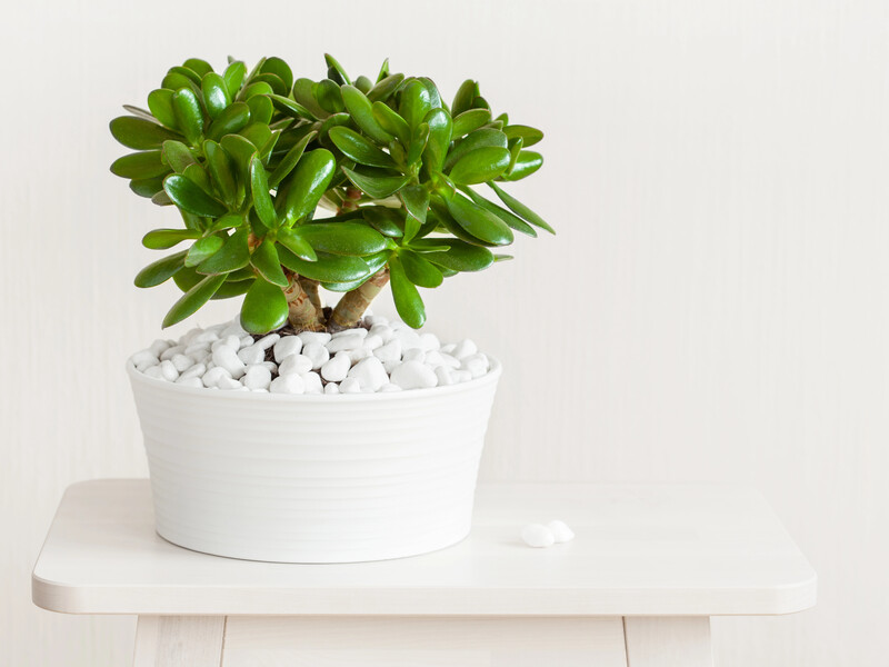 Не робіть цю поширену помилку із грошовим деревом – поради з догляду за товстолистом