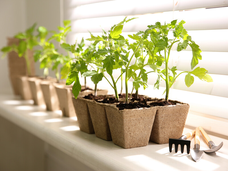 Розчиніть у воді одну таблетку цього аптечного препарату – і розсада буде міцною й здоровою