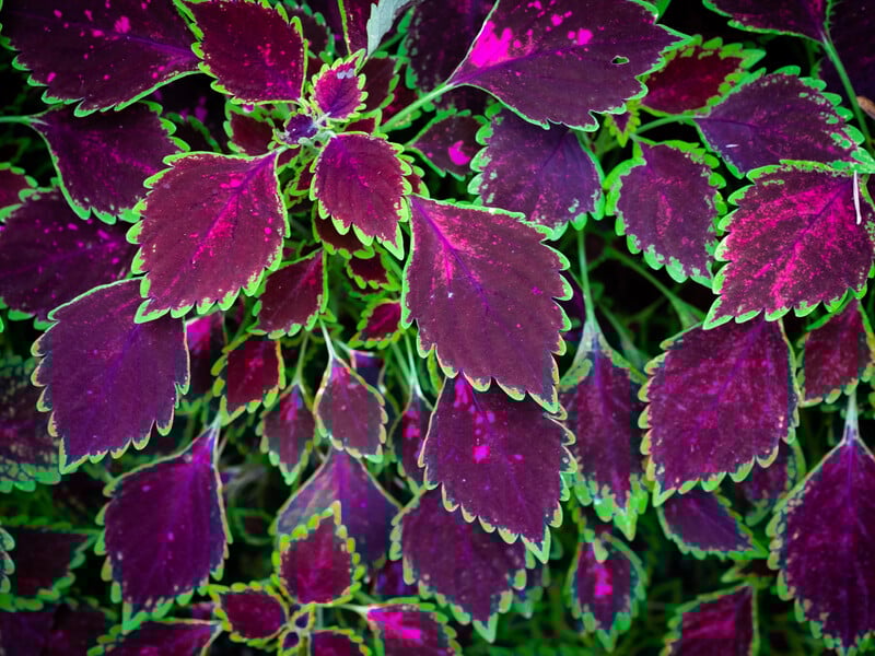 Як зберегти яскраві колеуси взимку – найпростіший спосіб укорінення