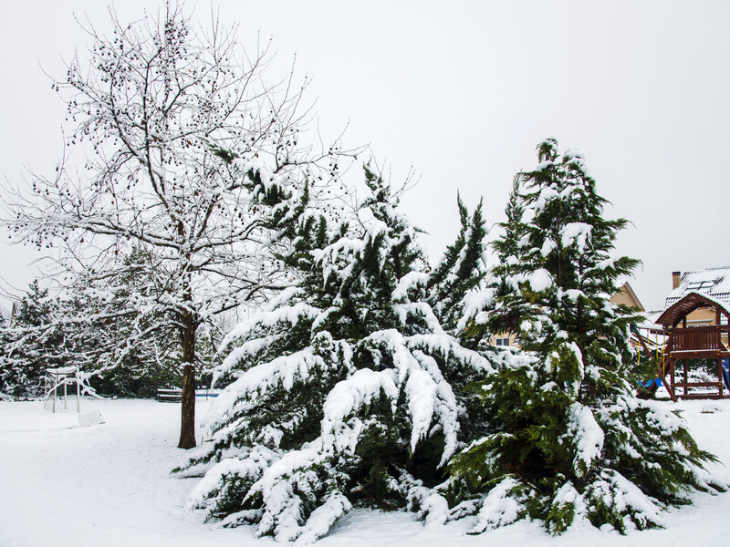 Чим підв'язати хвойні від обламування гілок узимку – лайфхак, зручніший за мотузку
