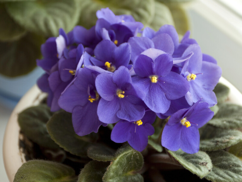 Прості секрети – як доглядати за фіалками, щоб вони радували квітами цілий рік