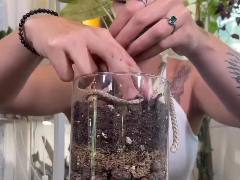 Як запобігти кореневій гнилі рослин за допомогою звичайної мотузки – лайфхак садівниці