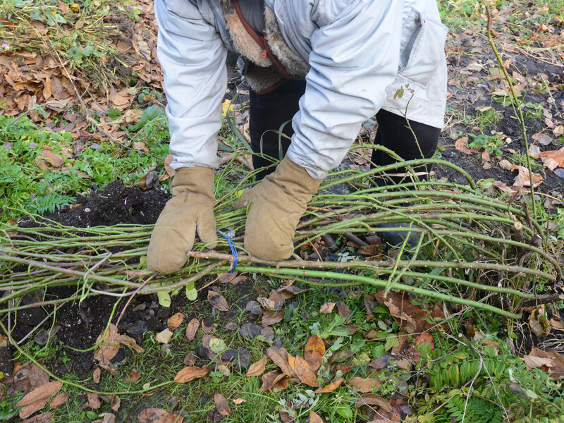 Щоб ваші троянди не вимерзли від зимових морозів, укрийте їх так
