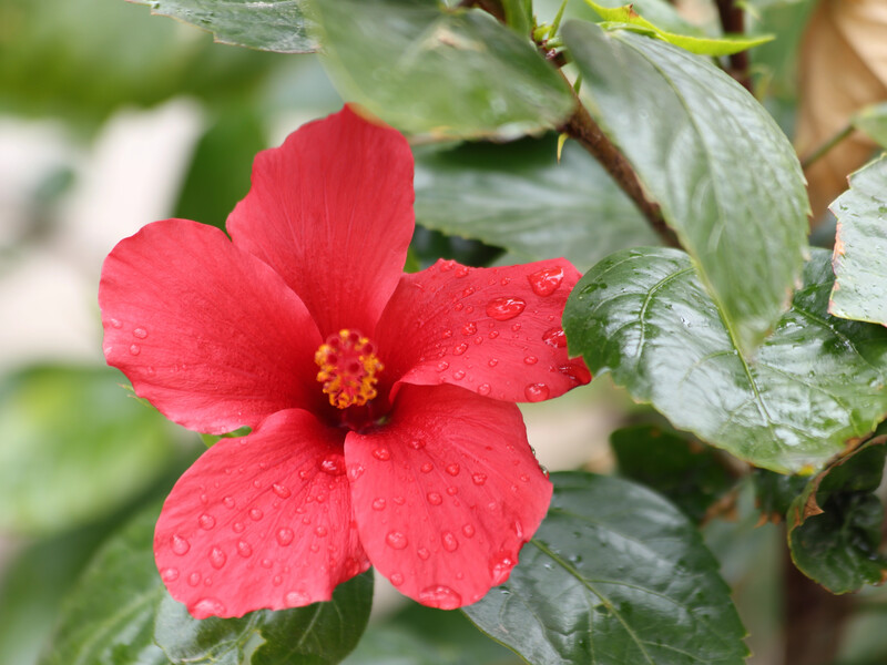 "Квітка смерті" або "чоловікогон" – чи можна вирощувати вдома гібіскус