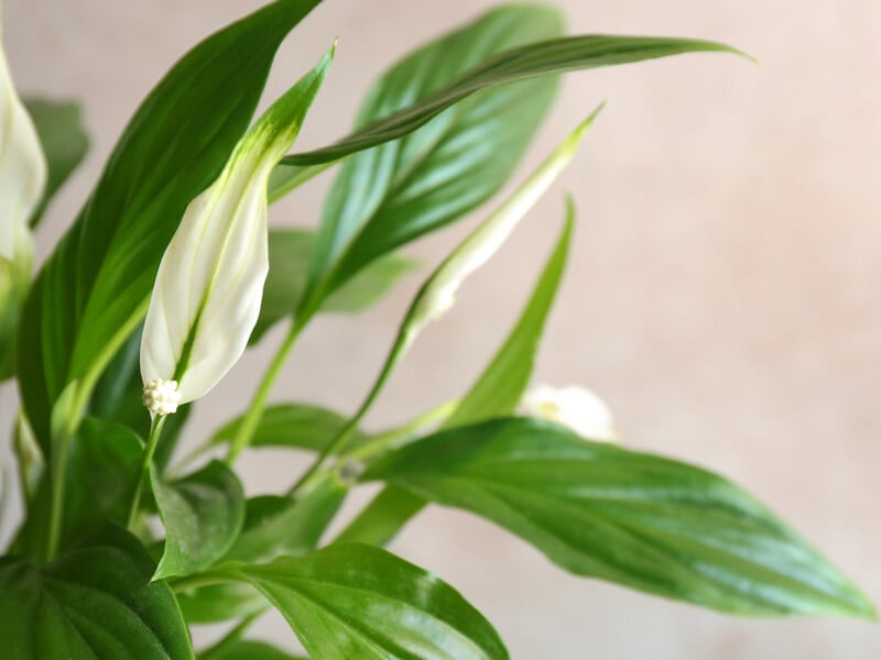 Чому спатифілум не цвіте – дізнайтеся, як доглядати за цією квіткою Чому спатифілум не цвіте – дізнайтеся, як доглядати за цією квіткою