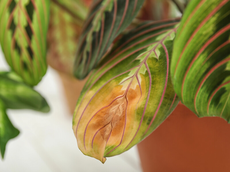 Як врятувати вмираючу кімнатну рослину – чотири поради садівниці