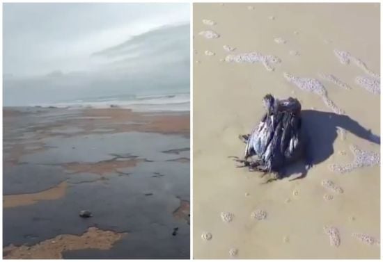 Мазутом залите узбережжя: наслідки катастрофи російських танкерів зняли на відео