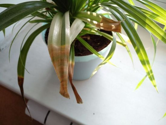 Чому сохнуть кінчики листя кімнатних рослин: що зробити з квіткою, якщо є така проблема