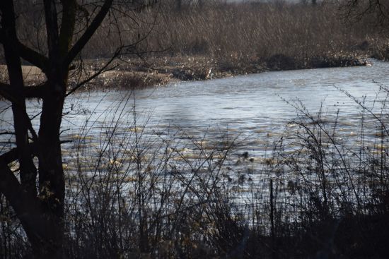 З Тиси витягли тіло чергового потопельника