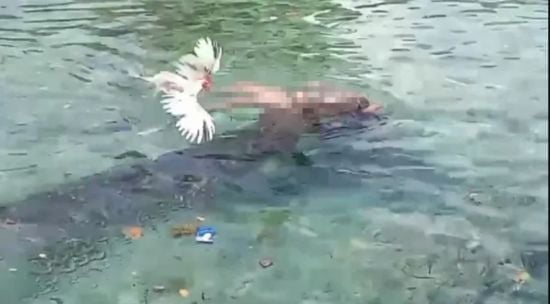 Крокодил затягнув жінку під воду і виринув з її трупом через годину – фото