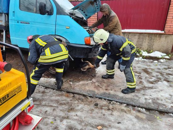 Рятувальники на сторожі: у Бердичеві визволили собаку
