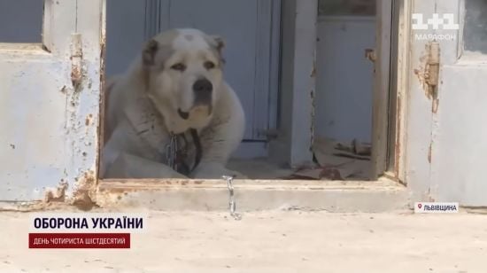 Захищала свого собаку: у Києві алабай вчепився зубами в обличчя дівчини Захищала свого собаку: у Києві алабай вчепився зубами в обличчя дівчини