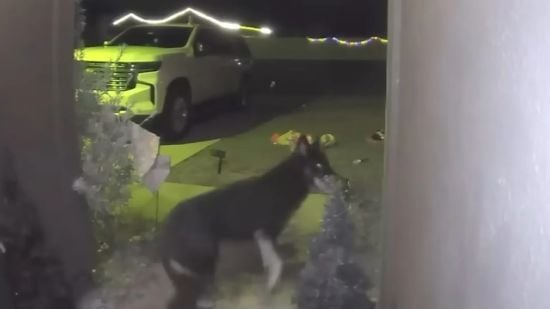 Зникла собака повернулася додому напередодні Різдва та самотужки подзвонила у двері – фото