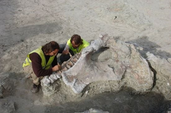 Жили 75 млн років тому: в Іспанії виявили новий вид динозаврів з однією наддовгою частиною тіла