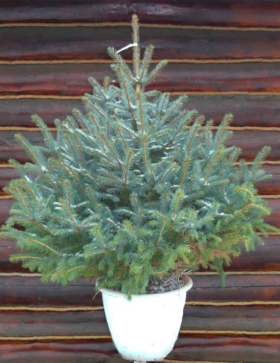 Чим замінити ялинку на Різдво, Новий рік: які кімнатні рослини стануть у пригоді