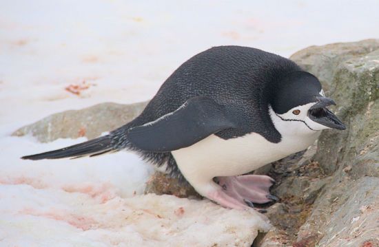 Довелося відбиватися: до пінгвінів біля "Вернадського" завітав суворий "інспектор" (фото)