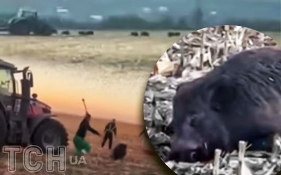 "Це один з найжорстокіших випадків в Україні": Мережа "гуде" через знущання над кабанами на Тернопільщині