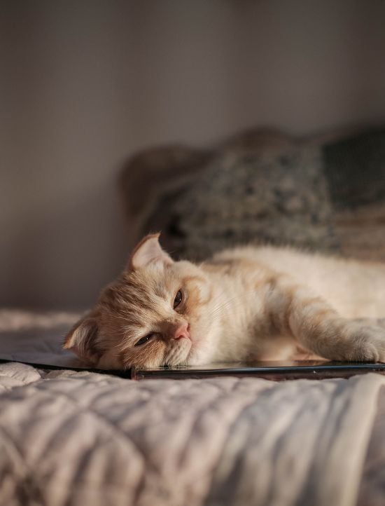 Як ефективно позбутися котячої шерсті на килимі, меблях, одязі: поради професіоналів