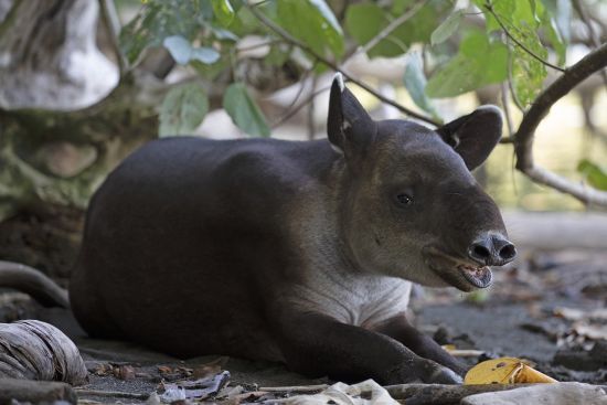 Іх не бачили поанд 100 років: 300-кілограмові ссавці повернулися на історичну батьківщину