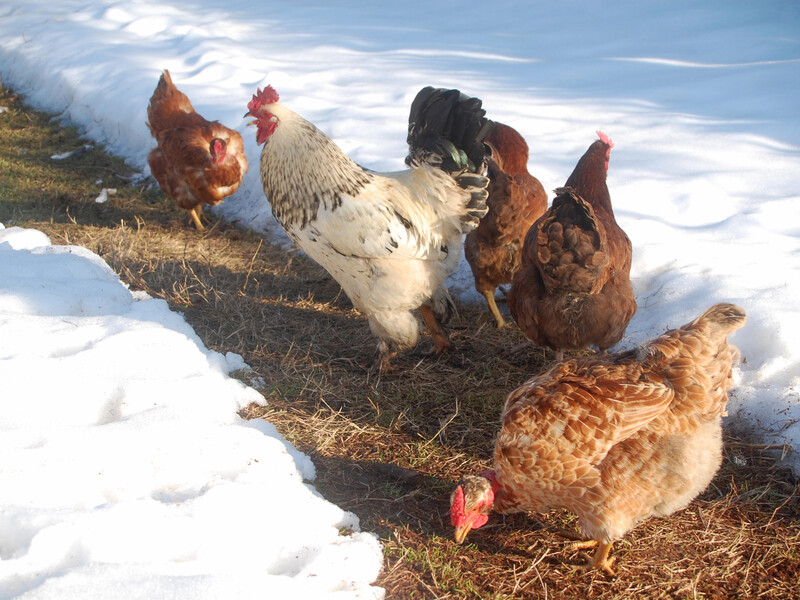 Додайте це до зерна – і кури нестимуть яйця. Лайфхак, як узимку зберегти продуктивність птиці