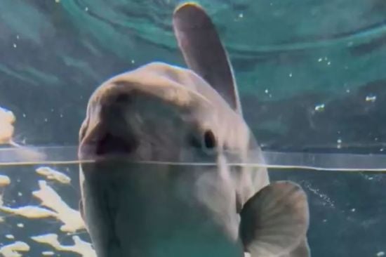 Найсамотніша риба у світі оголосила голодування і "благала про друзів" – фото