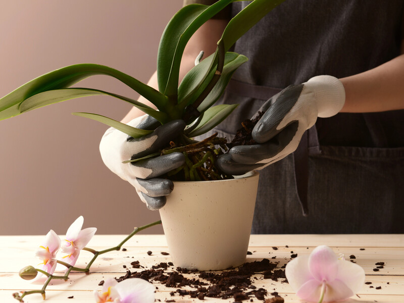 Надзвичайно простий спосіб вилікувати кореневу гниль у орхідеї – потрібен один зубок часнику