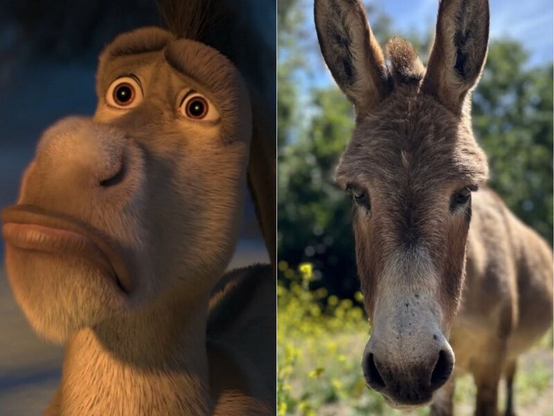 Помер віслюк, який був прототипом героя із мультфільму "Шрек"