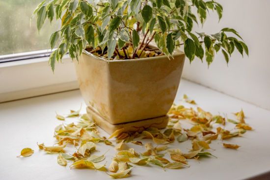 Чому на фікусі обсипається листя: 5 основних причин та як цьому запобігти Чому на фікусі обсипається листя: 5 основних причин та як цьому запобігти