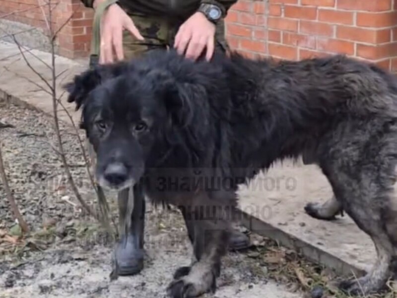 Дивом вижив на ланцюзі під обстрілами. Волонтери розповіли історію порятунку пса Мішки