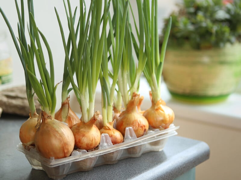 Метод пророщування цибулі в лотках з-під яєць – зробіть це для зручності