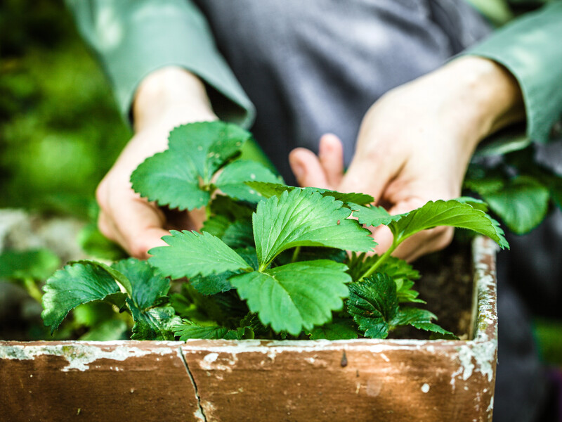 Що вибрати – мінеральне чи органічне добриво? Як підживити полуницю, щоб ягід було більше