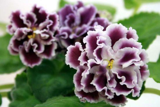 Чому не цвітуть фіалки: секрети догляду, чим підживити рослину