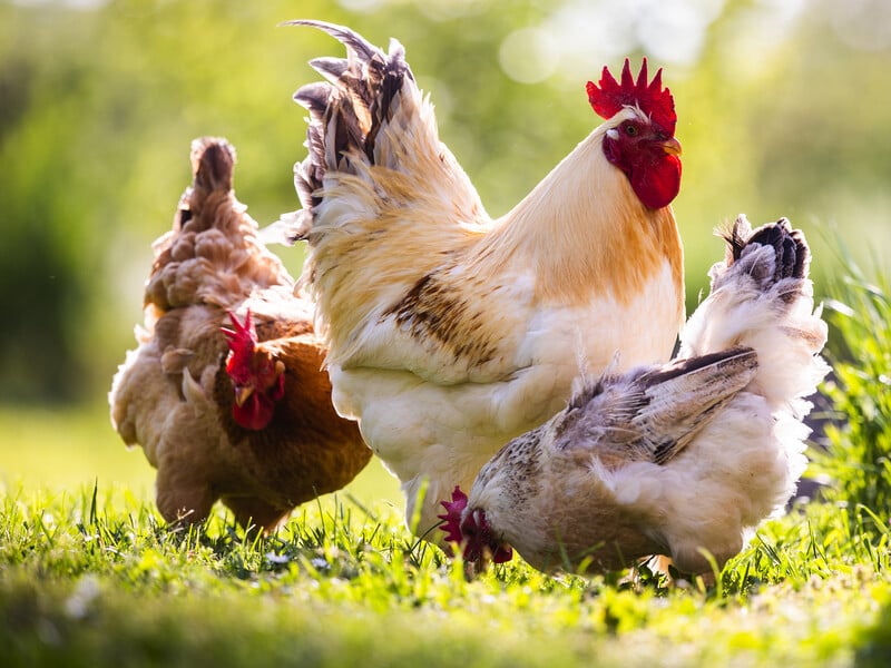 Чи готові ви до курячого господарства? П'ять важливих кроків перед вирощуванням курей