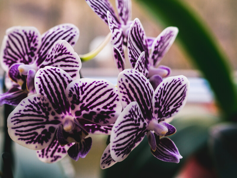 Додайте в рідину дві ложки перекису – й орхідея буде розпускати бутони один за іншим